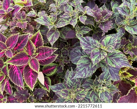 Various types of miana plants with various attractive colors.
