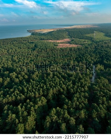 big pine tree forest beside baltic sea