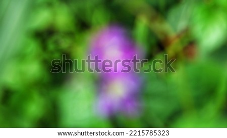 looks beautiful background blur flowers and other plants blooming in the garden