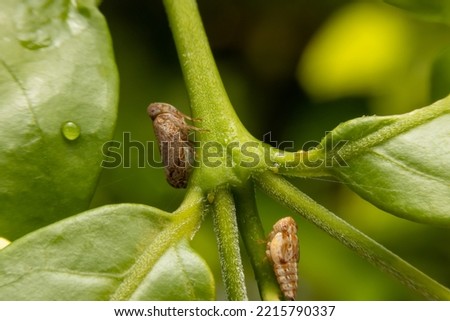 Macro of the Brown planthopper on green leaf in the garden.  Nilaparvata lugens (Stal) on blurred of green background. Royalty-Free Stock Photo #2215790337