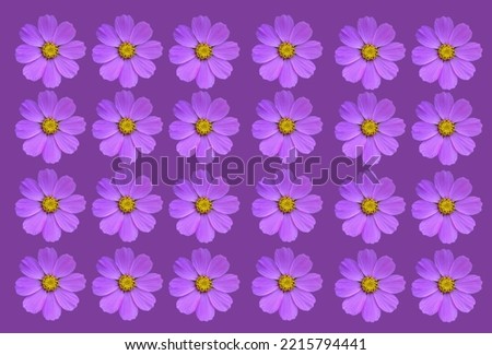 floral background. pink flowers isolated on a white background. Cosmea .Natural floral background. Floral design element .