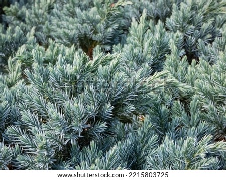 Dwarf evergreen shrub  - Flaky juniper or singleseed juniper (juniperus squamata )'Blue star' with dense, sparkling silver-blue foliage growing in a rock garden in early autumn