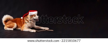 Akita Inu dog in Santa hat on black background. Copy space, banner