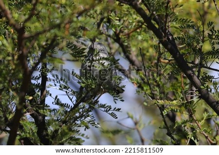 Chestnut-vented tit-babbler bird looking for food in a thorn tree Royalty-Free Stock Photo #2215811509