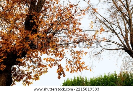 Low angle view of autumn tree with branch and yellow and orange leaves. Beautiful autumn leaves. Fall season, October background. Orange foliage in fall forest. Autumn tree in park. Beauty in nature.