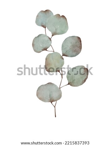 Silver dollar eucalyptus leaf branch isolated on white background. Watercolor botanical illustration. Design elements for greeting cards, invitations, textile and fabric. 
