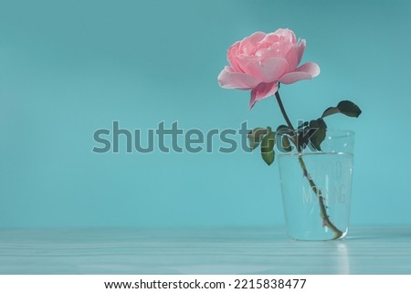 Beautiful pink rose on blue light background in the morning and copy space for design, Concept Mother's Day and start of a bright day and good mental health and flowers of Valentine.