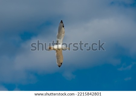 Photo of seagulls of various species in flight. Large series of photographs.