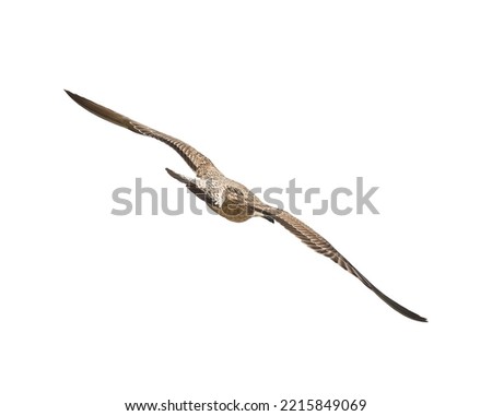 Photo of seagulls of various species in flight.Isolated on a white background. Large series of photographs.