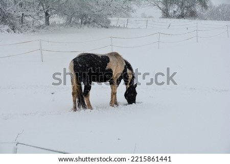 A horse stands in the pasture in winter, with a lot of snow and snowfall