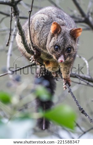 Brush tail Possum in Tasmania