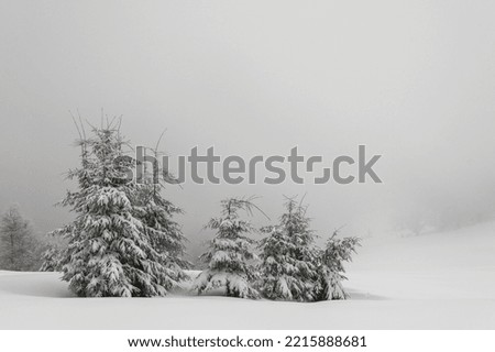 Winter landscape with snow covered trees. The haze on a background.