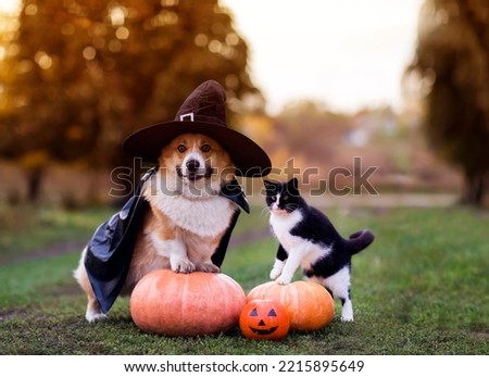 cute friends a cat and a corgi dog in a carnival black cap and raincoat are sitting among orange Halloween pumpkins in the autumn garden