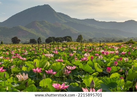 Lotus, a flower that lives in ponds and lakes with fragrant beauty, flowers can make tea, lotus seeds can cook tea, lotus roots can cook hot pot, Royalty-Free Stock Photo #2215895701