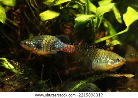 A pair of Redtail Splitfin (Xenotoca doadrioi) Royalty-Free Stock Photo #2215896019