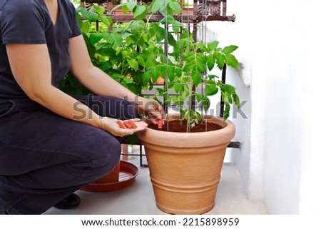 Step by step instruction for growing tomatoes on balconies: 10. apply a tomato cage and plenty of fertilizer spikes and water during summer. Royalty-Free Stock Photo #2215898959