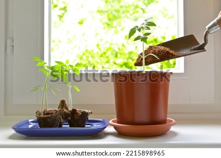 Step by step instruction for growing tomato plants from seeds on a windowsill: 8. choose strongest plants and repot them into bigger containers Royalty-Free Stock Photo #2215898965