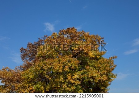 autumn colorful leaves on a tree with blue sky background