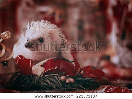 cute hedgehog baby christmas background
