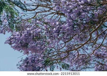 Jacaranda violet flowers on a tree branch against the background of blue sky. Close up.