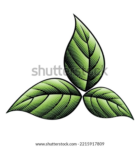 Illustration of Scratchboard Engraved Green Tobacco Leaves isolated on a White Background