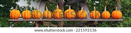 Ten orange pumpkins on a wooden shelf on the background of green leaves, banner. Many pumpkins in market