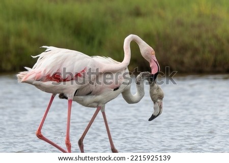 Adult flamingo fighting with a younger one