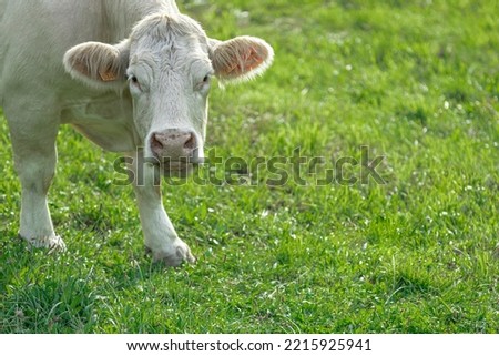 White cow on a pasture close-up.