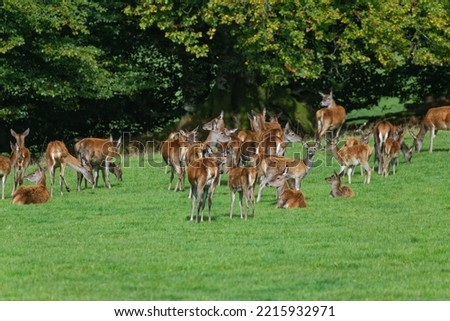 Red Deer (Cervus elaphus) Stag with hinds and calves during rut. Royalty-Free Stock Photo #2215932971