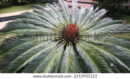 Picture of a sago palm flower (Cycas revoluta) on the garden. Top angle view. It is one of several species used for the production of sago, as well as an ornamental plant. Cycas circinalis
