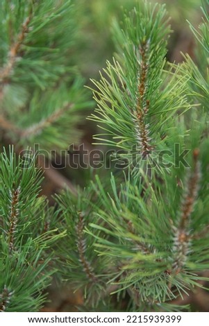 Coniferous needles on a branch, macro photography