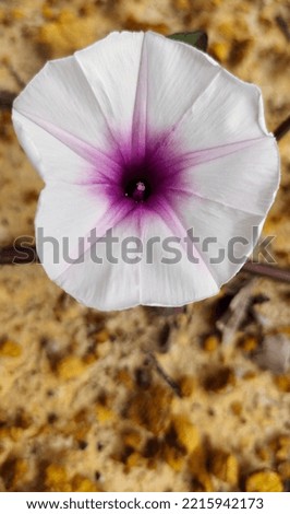 The Picture Shows White And Pink Flowers In The Middle Of A Wild Plant That Can Be Used As A Food Vegetable. Scientific Name: ipomoea spp.