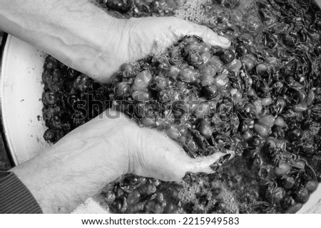 Squeezed grapes in the winemaker's hands. Wine-making process. Black and white photo.