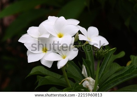 Blooming white frangipani flowers with green leaves background