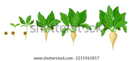 Sugar beet grow stages. Agriculture seed growth timeline, plant germination and development plant progress. Farm sugar beet seedling evolving stages with seed and sweet root harvest Royalty-Free Stock Photo #2215965857