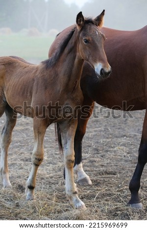 Portrait of a foal in a pasture