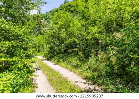 Trail in the valley of the Shareula River with rare plants and trees, Georgia