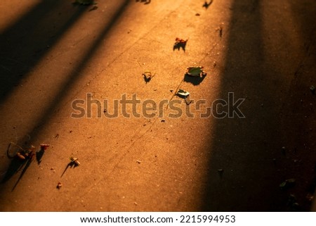 Rays of light from the setting sun on an asphalt pedestrian road. The atmosphere of a calm evening in a small town.