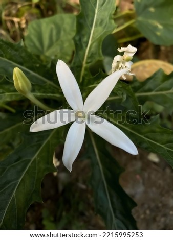 closeup photo of fresh green leaves and small white flowers on the home page and garden, suitable as a background for your gadget wallpaper or your digital reference needs