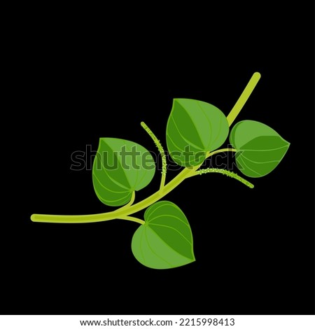 Chinese Betel Leaves scientific name Peperomia Pellucida, An Indonesian people called "Daun Sirih Cina, known as traditional medicine for wounds, gout, stomach, vector Illustration