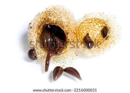 Leech cocoons and baby leeches on leech farm or laboratory. Hirudo therapy background Royalty-Free Stock Photo #2216000031