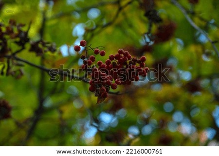 Rowan branches in autumn. Beautiful autumn landscape