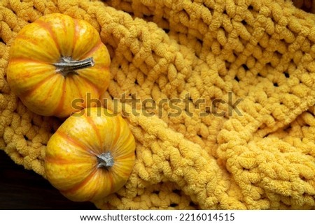 
autumn background with pumpkins on a knitted yellow cozy blanket. place for text. copy space