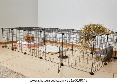 Miniature decorative rabbit in an aviary in the living room of the house. Cute pet.