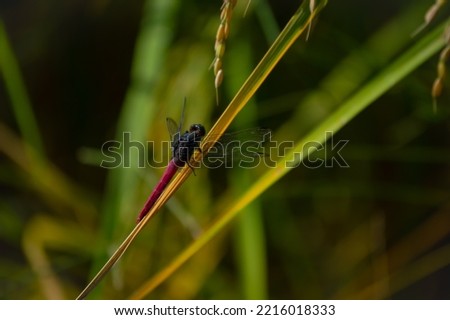 A dragonfly is perched on  a stem . Dragon fly. An Australian Tiger, Ictinogomphus australis, one the small number of dragonflies in which the eyes are clearly separated. close up. 