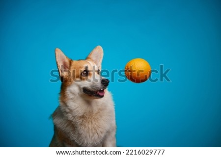 A Pembroke Welsh Corgi dog looks at a hanging ripe orange on a blue background. Oranges in the dog's diet. Funny portrait of a pet.