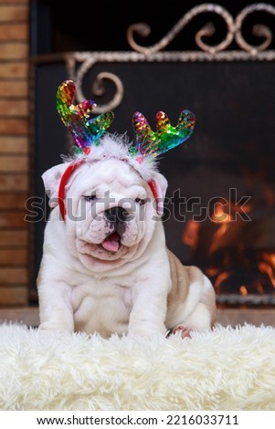 dog breed english bulldog sitting by the fireplace