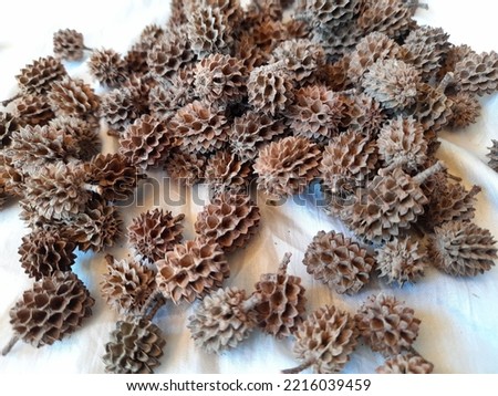 spruce seeds shaped like durians