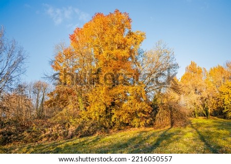 Maple tree beginning to color in Autumn  on a sunny day