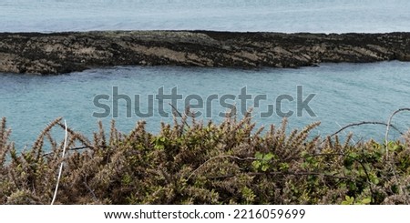 Thickets on the seashore. A stone block in the water.